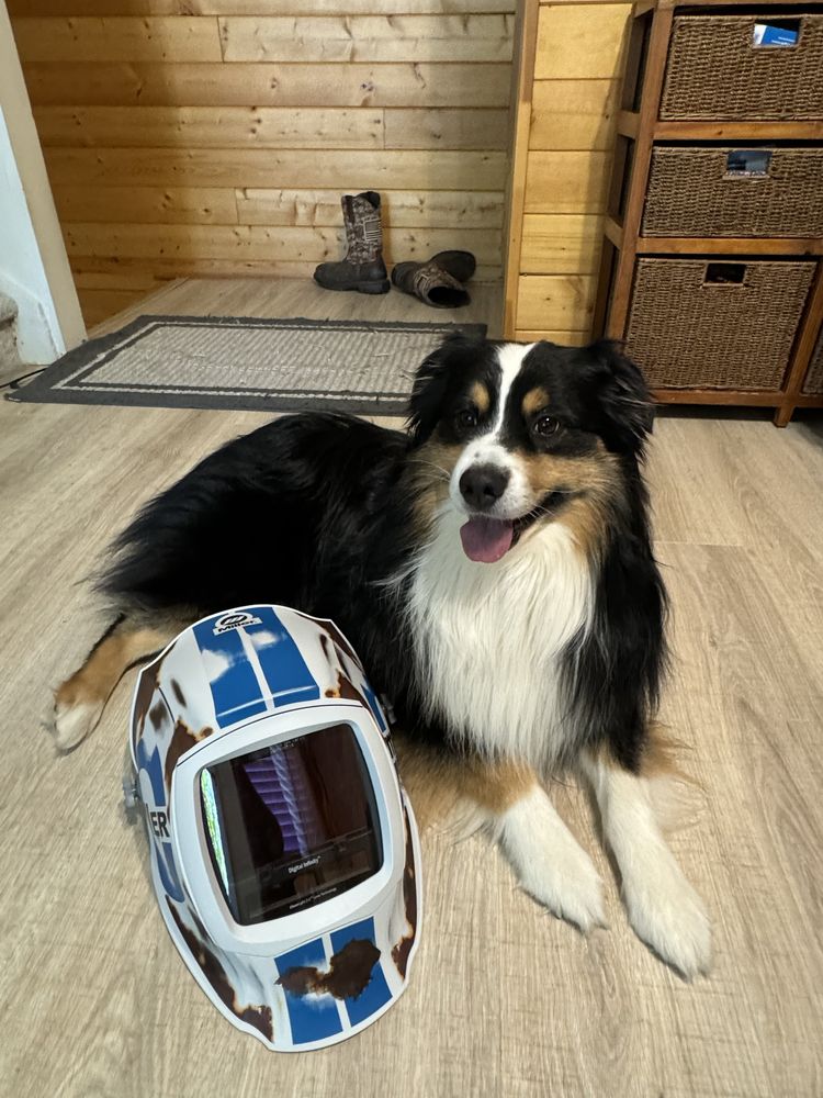 A black, white and tan dog lying on the floor next to a white and blue welding helmet